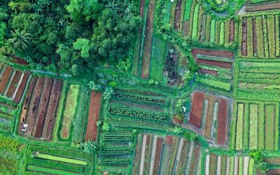 Remaking the Economy: Who Will Own the Land?